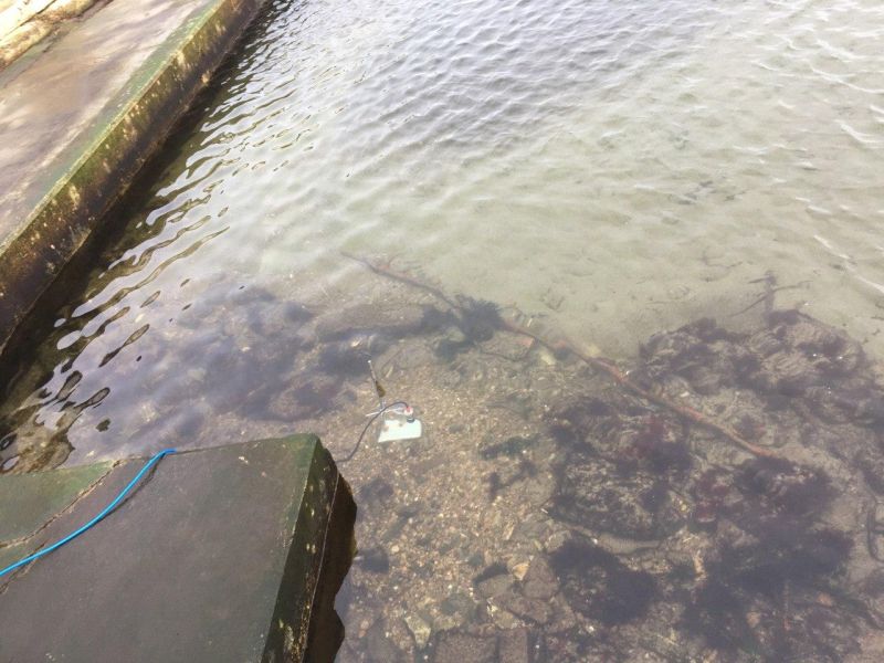 Corner of Pool with Debris